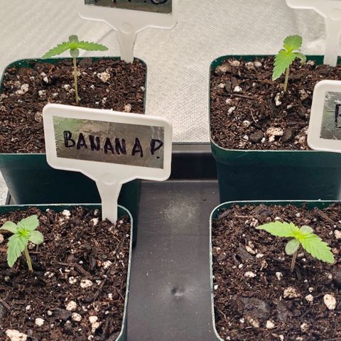 Blackberry Gum growlog timeline photo
