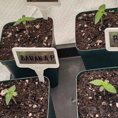 Blackberry Gum growlog timeline photo