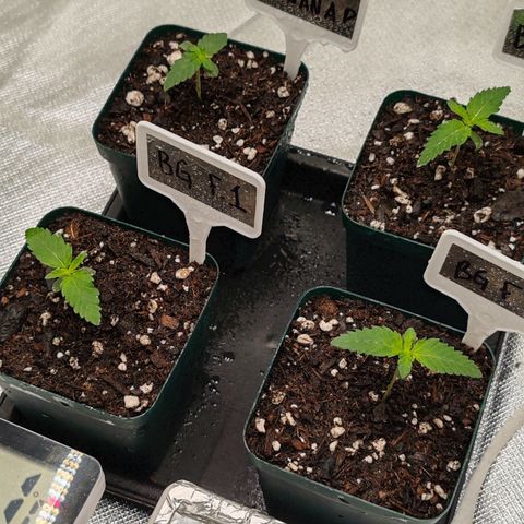 Blackberry Gum growlog photo: Plantulas al día, continuamos manteniendo húmedo el sustrato cuando vemos que reseca arriba. Con agua con un PH regulado a 6 o 6.5