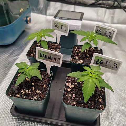 Blackberry Gum growlog photo: Plantulas al día, prontas a pasar a su estado vegetativo. 