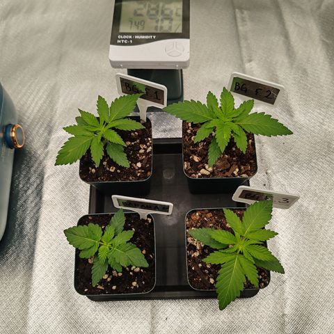 Blackberry Gum growlog photo: Inicio de etapa vegetativa 