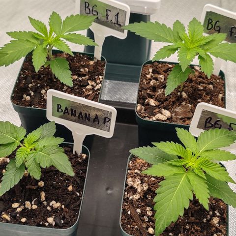 Blackberry Gum growlog photo: Inicio de etapa vegetativa 