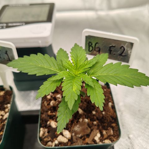 Blackberry Gum growlog photo: Casa uno de los fenotipos de blackberry gum, van muy parejos, y la banana punch que aún está un poco más rezagada con hojas de diferente forma. 
