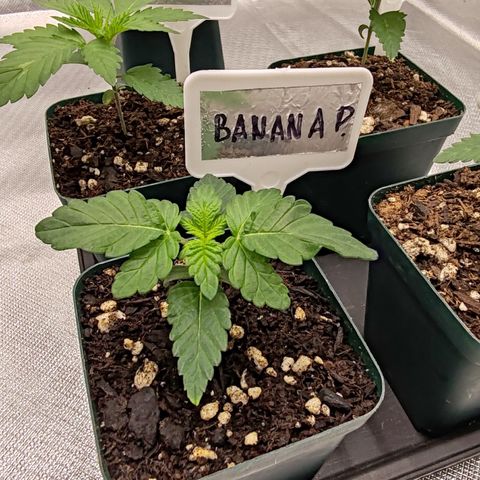 Blackberry Gum growlog photo: Casa uno de los fenotipos de blackberry gum, van muy parejos, y la banana punch que aún está un poco más rezagada con hojas de diferente forma. 