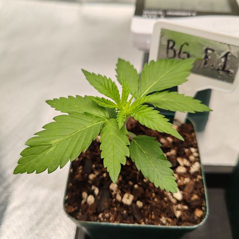 Blackberry Gum growlog photo: Casa uno de los fenotipos de blackberry gum, van muy parejos, y la banana punch que aún está un poco más rezagada con hojas de diferente forma. 