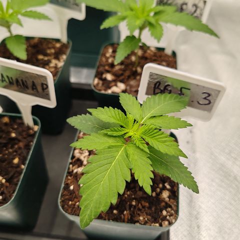 Blackberry Gum growlog photo: Casa uno de los fenotipos de blackberry gum, van muy parejos, y la banana punch que aún está un poco más rezagada con hojas de diferente forma. 