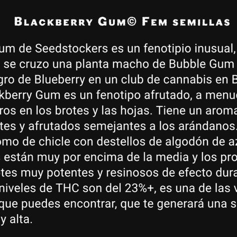 Blackberry Gum growlog photo: Un poco de información sobre las genéticas que estamos cultivando.