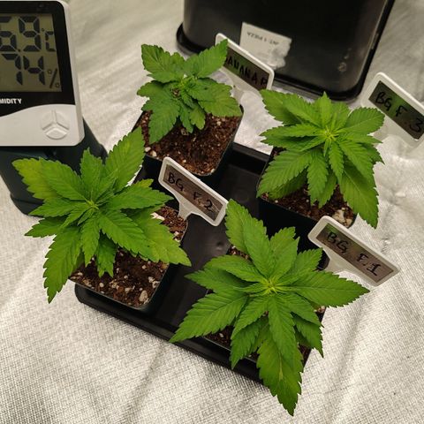 Blackberry Gum growlog photo: Primer semana de Vegetación