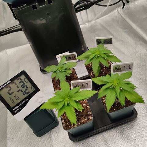 Blackberry Gum growlog photo: Primer semana de Vegetación