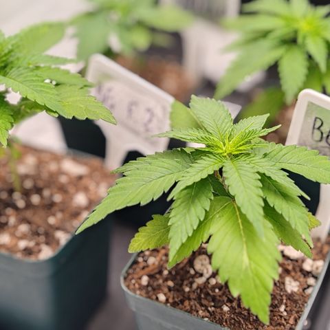 Blackberry Gum growlog photo: Primer semana de Vegetación