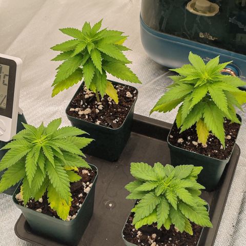 Blackberry Gum growlog photo: Segunda semana de Vegetación 