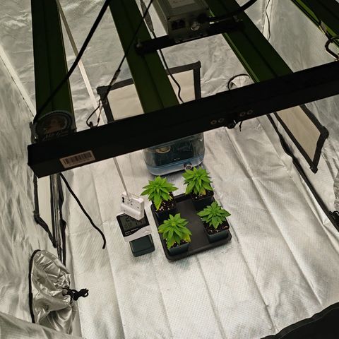 Blackberry Gum growlog photo: Segunda semana de Vegetación 