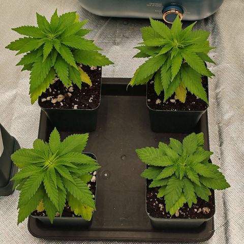 Blackberry Gum growlog photo: Segunda semana de Vegetación 