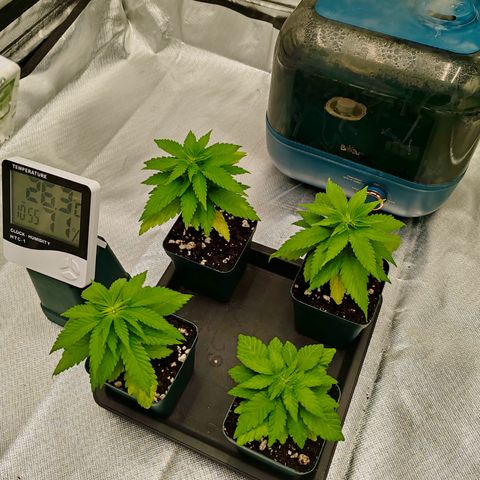 Blackberry Gum growlog photo: Segunda semana de Vegetación 
