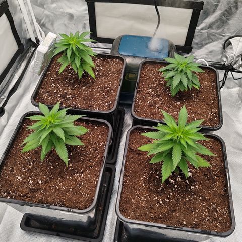 Blackberry Gum growlog photo: Transplante a maceta final de 3 galones 