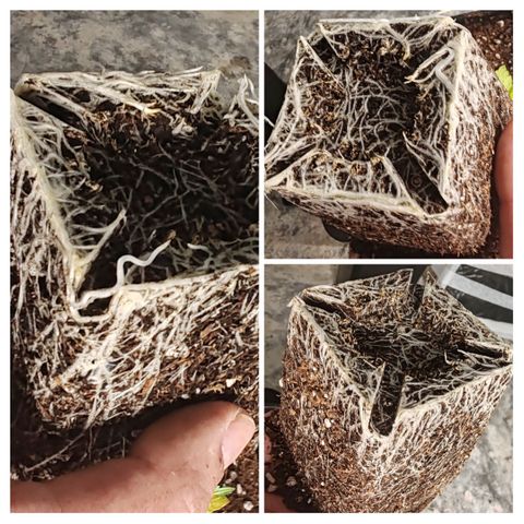 Blackberry Gum growlog photo: Transplante a maceta final de 3 galones 