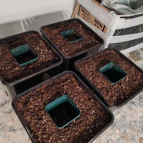 Blackberry Gum growlog photo: Transplante a maceta final de 3 galones 