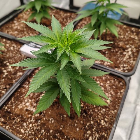 Blackberry Gum growlog photo: Tercera semana de vegetativo 