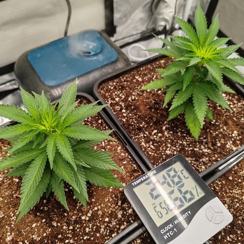 Blackberry Gum growlog photo: Tercera semana de vegetativo 