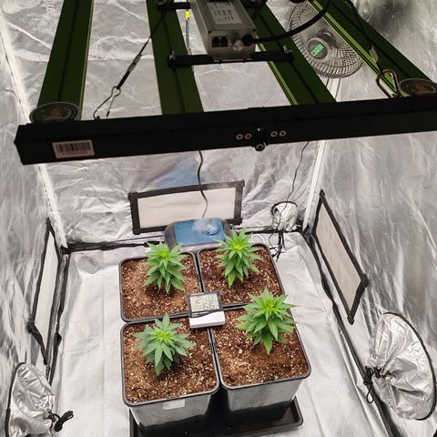 Blackberry Gum growlog photo: Tercera semana de vegetativo 
