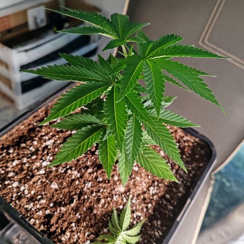 Blackberry Gum growlog photo: Poda apical o toping al 5to nudo, para promover el crecimiento horizontal y más ramas laterales 