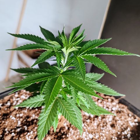 Blackberry Gum growlog photo: Poda apical o toping al 5to nudo, para promover el crecimiento horizontal y más ramas laterales 