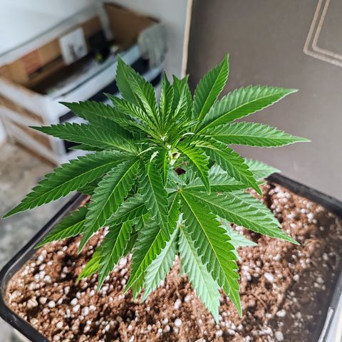 Blackberry Gum growlog photo: Poda apical o toping al 5to nudo, para promover el crecimiento horizontal y más ramas laterales 