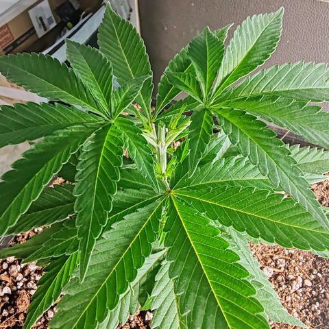 Blackberry Gum growlog photo: Poda apical o toping al 5to nudo, para promover el crecimiento horizontal y más ramas laterales 