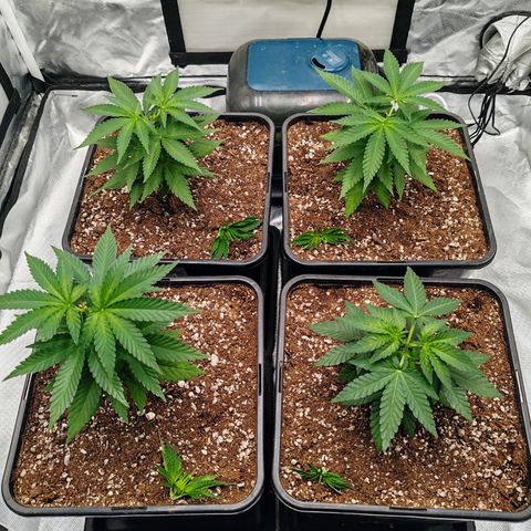 Blackberry Gum growlog photo: Poda apical o toping al 5to nudo, para promover el crecimiento horizontal y más ramas laterales 