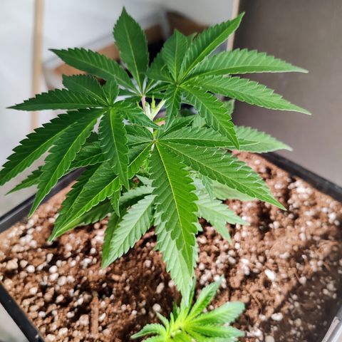 Blackberry Gum growlog photo: Poda apical o toping al 5to nudo, para promover el crecimiento horizontal y más ramas laterales 