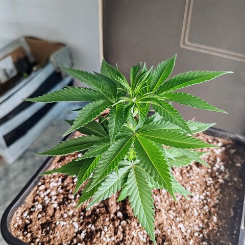 Blackberry Gum growlog photo: Poda apical o toping al 5to nudo, para promover el crecimiento horizontal y más ramas laterales 