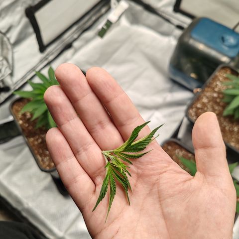 Blackberry Gum growlog photo: Poda apical o toping al 5to nudo, para promover el crecimiento horizontal y más ramas laterales 