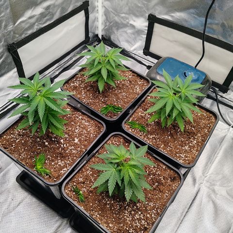 Blackberry Gum growlog photo: Poda apical o toping al 5to nudo, para promover el crecimiento horizontal y más ramas laterales 