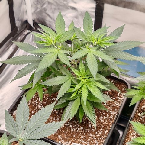 Blackberry Gum growlog photo: Plantas con 1 mes de vege, 1 semana de poda apical 
