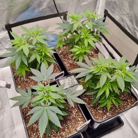 Blackberry Gum growlog photo: Plantas con 1 mes de vege, 1 semana de poda apical 