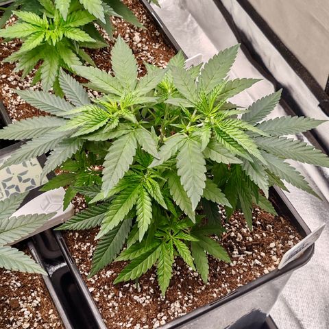 Blackberry Gum growlog photo: Plantas con 1 mes de vege, 1 semana de poda apical 