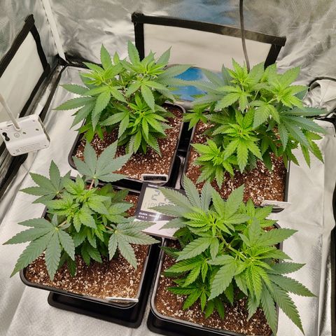 Blackberry Gum growlog photo: Plantas con 1 mes de vege, 1 semana de poda apical 