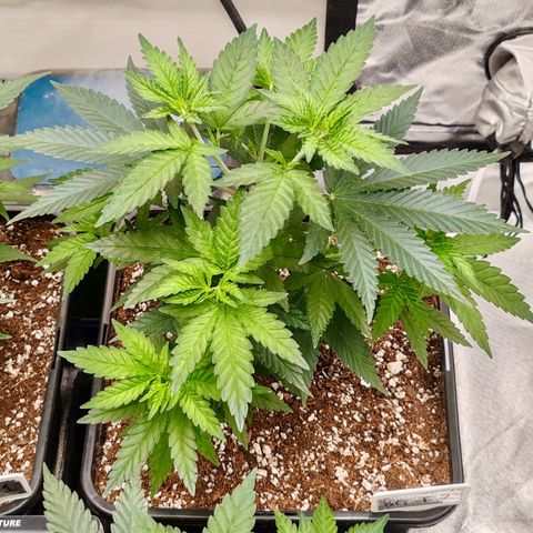 Blackberry Gum growlog photo: Plantas con 1 mes de vege, 1 semana de poda apical 