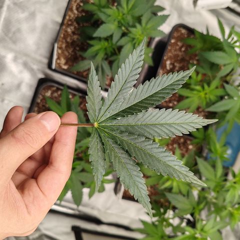 Blackberry Gum growlog photo: Defoliación pre malla scrog 