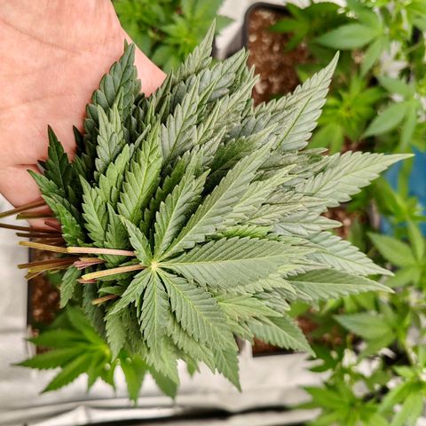 Blackberry Gum growlog photo: Poda pre LST
