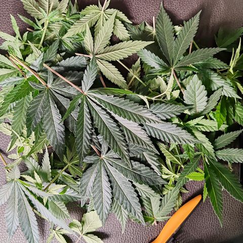 Blackberry Gum growlog photo: Poda pre LST