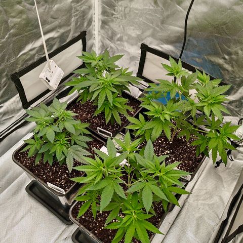 Blackberry Gum growlog photo: Poda pre LST
