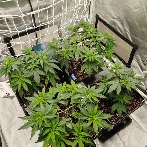 Blackberry Gum growlog photo: LST