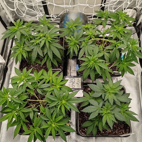 Blackberry Gum growlog photo: LST