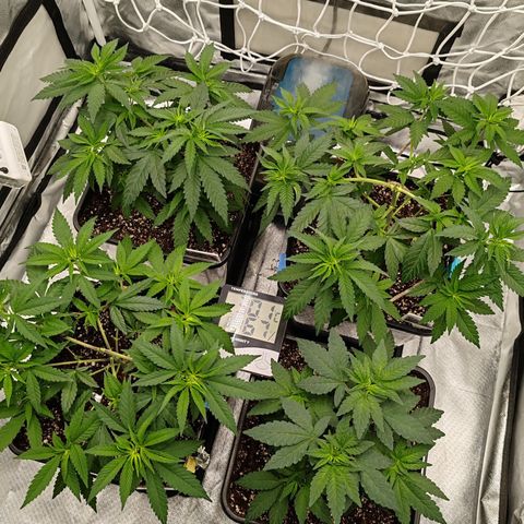 Blackberry Gum growlog photo: LST