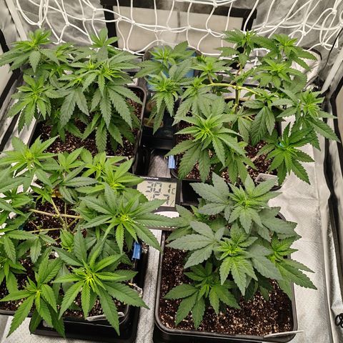 Blackberry Gum growlog photo: LST