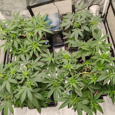 Blackberry Gum growlog photo: 2 semanas más de vege y cambiamos fotoperiodo a 12/12 para iniciar floración 