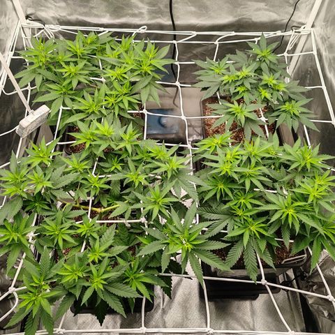 Blackberry Gum growlog photo: Scrog