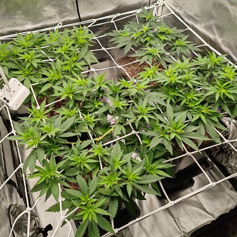 Blackberry Gum growlog photo: Scrog