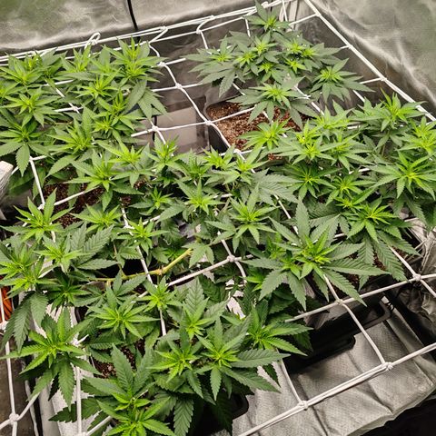 Blackberry Gum growlog photo: Scrog